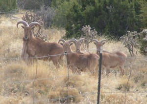 Barbary Sheep Near Vera Cruz Mountain Ranch
