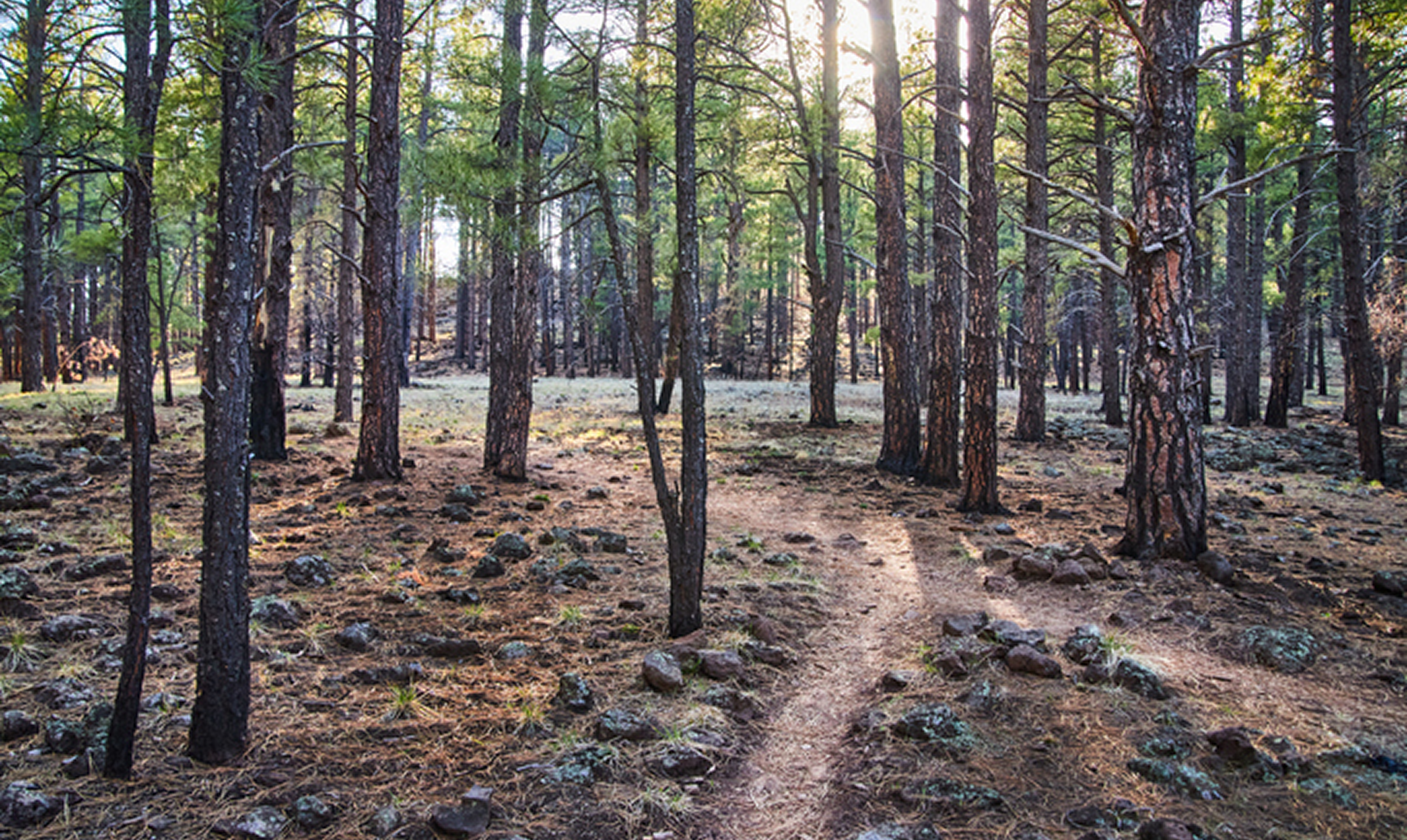 Tranquil woodland scene with sunlight