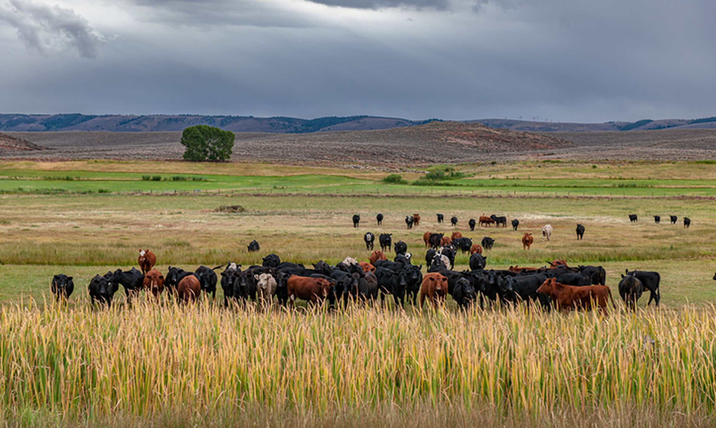 Herd of cows on a cloudy day