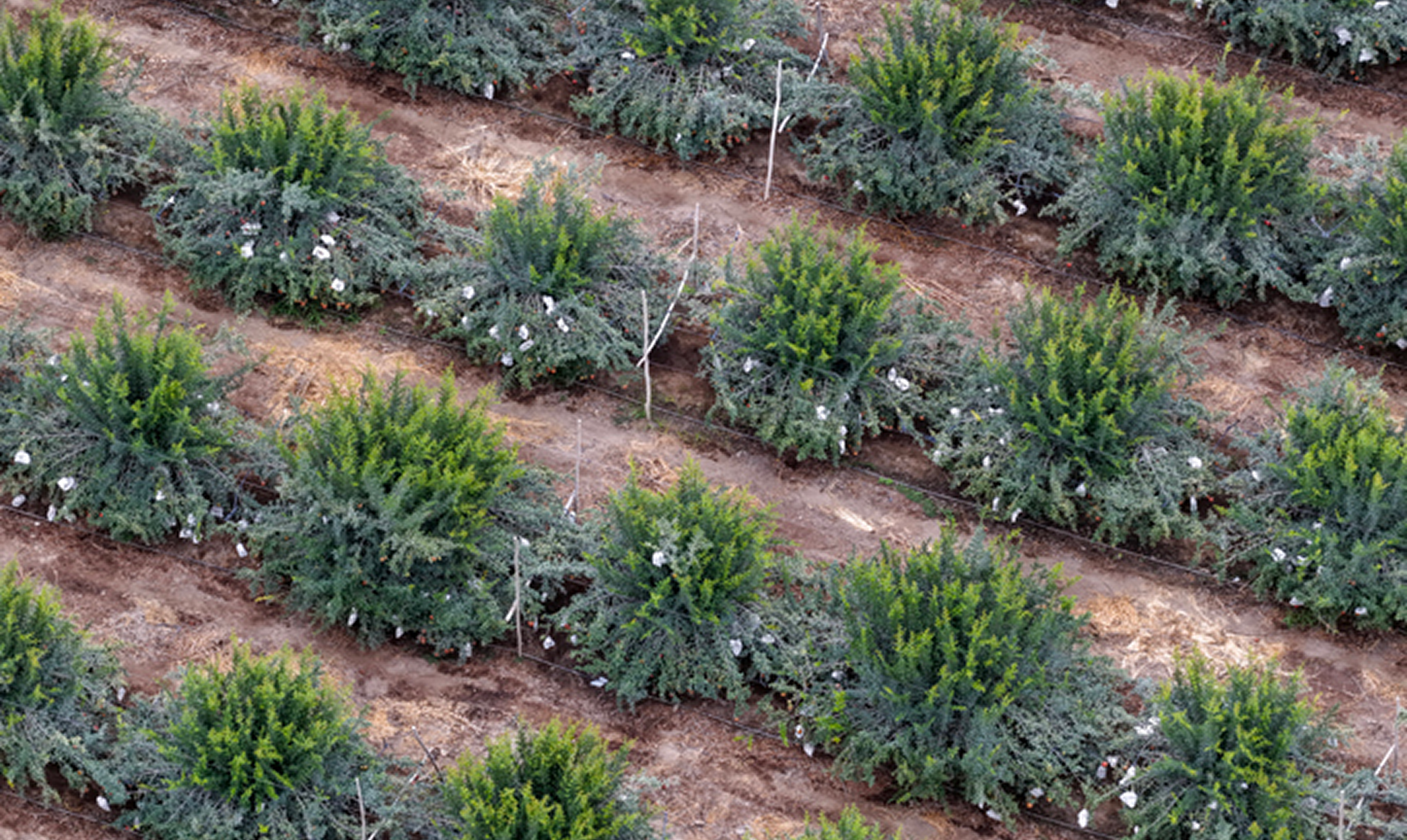 Rows of green shrubs on farmland