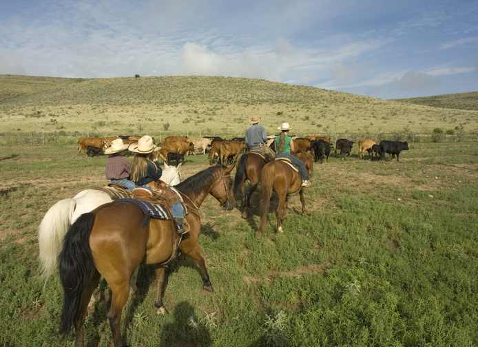 Riders herding cattle in open field