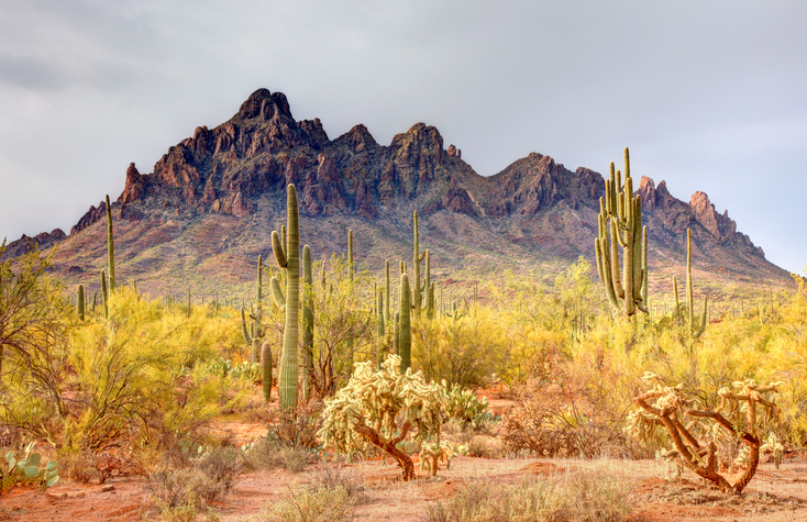 Arid landscape featuring tall cacti