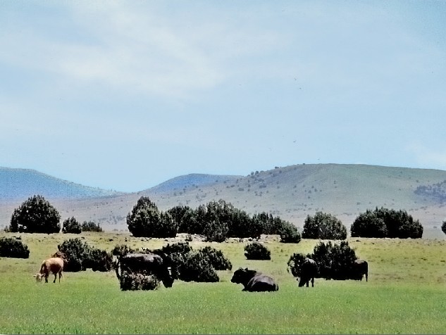 concho 80 (38db72ba-8b2e-4357-abc0-142edb6337f6)(1)